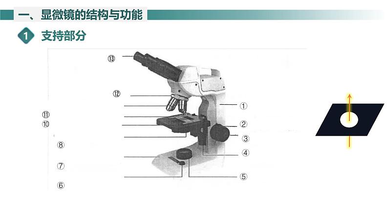2.1.1 光学显微镜 课件----2024-2025学年北师大(2024版)七年级生物上册第5页