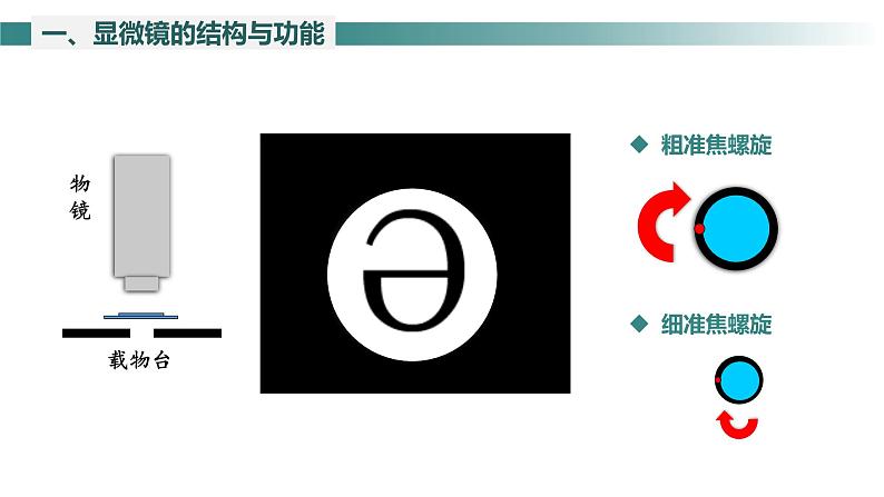 2.1.1 光学显微镜 课件----2024-2025学年北师大(2024版)七年级生物上册第7页