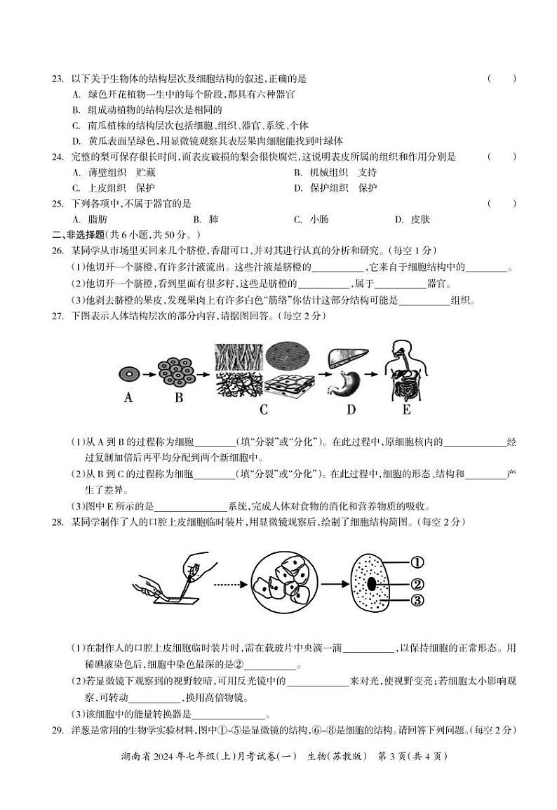 湖南省多校联考2024-2025学年七年级上学期月考卷(一)生物试题第3页