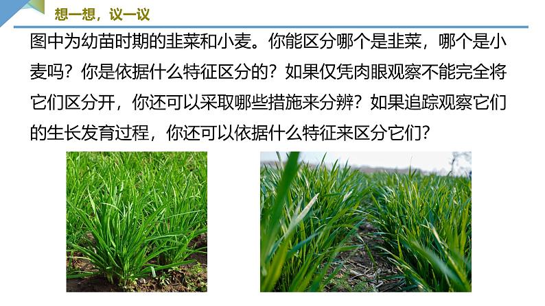 1.1.1观察周边环境中的生物课件---2024-2025学年人教版(2024)生物七年级上册05