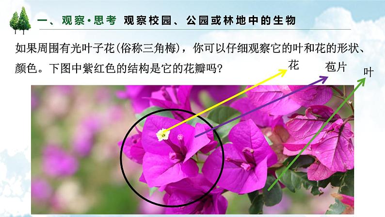 1.1.1观察周边环境中的生物课件--2024-2025学年人教版(2024)生物七年级上册第7页