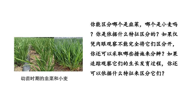 1.1.1观察周边环境中的生物课件2024-2025学年人教版(2024)生物七年级上册04