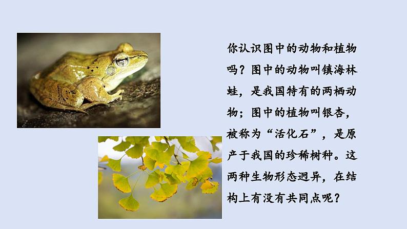 1.1.1观察周边环境中的生物课件2024-2025学年人教版(2024)生物七年级上册06