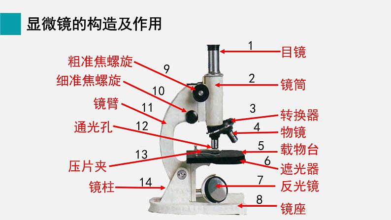 1.2.1学习使用显微镜课件--2024-2025学年人教版(2024)生物七年级上册第2页