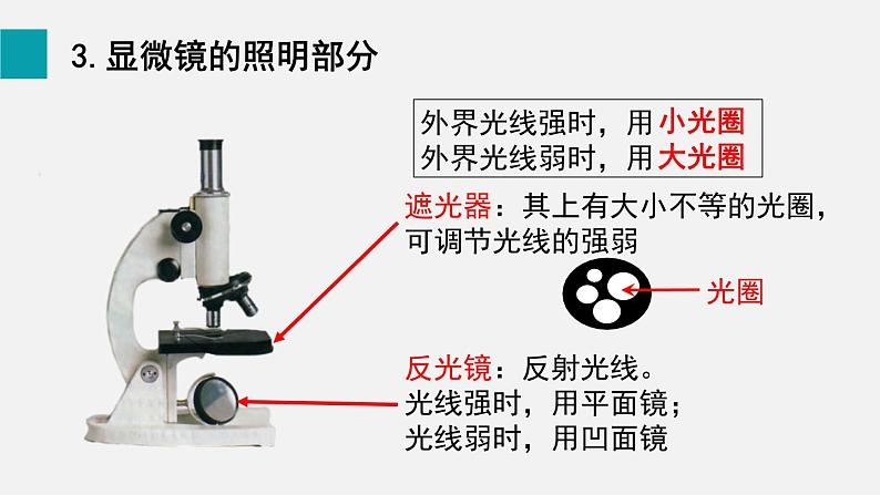 1.2.1学习使用显微镜课件--2024-2025学年人教版(2024)生物七年级上册第8页