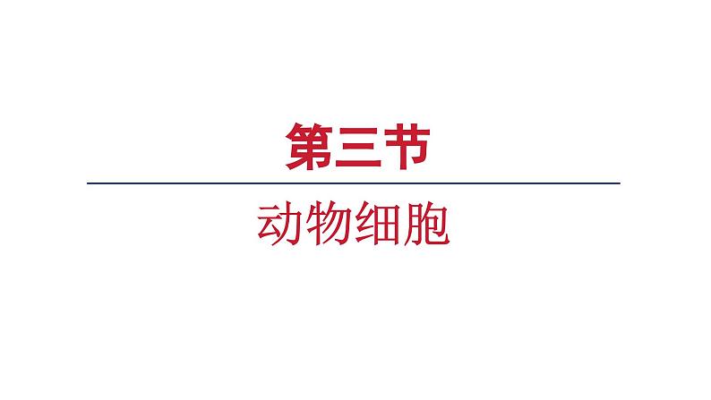 1.2.3动物细胞课件--2024-2025学年人教版(2024)生物七年级上册01