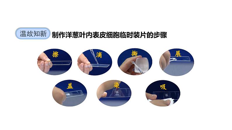 1.2.3动物细胞课件--2024-2025学年人教版(2024)生物七年级上册06