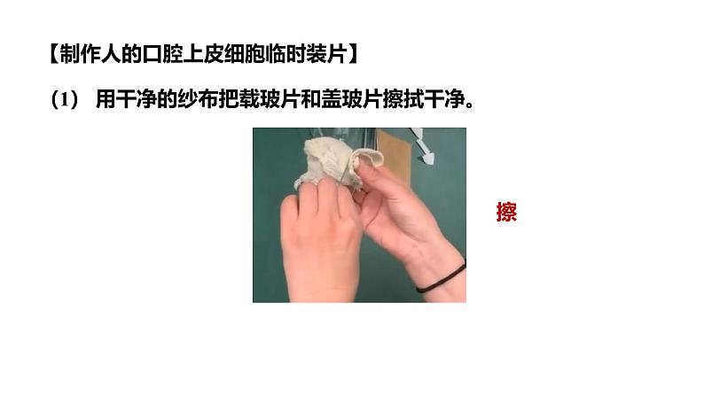 1.2.3动物细胞课件--2024-2025学年人教版(2024)生物七年级上册08