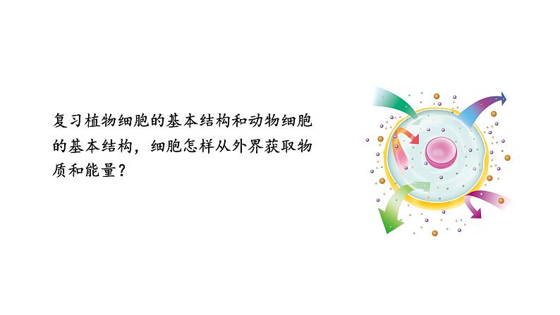 1.2.4细胞的生活课件--2024-2025学年人教版(2024)生物七年级上册06