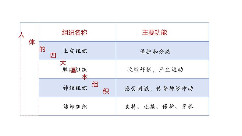 1.3.3 植物体的结构层次课件-----2024-2025学年人教版(2024)生物七年级上册第3页