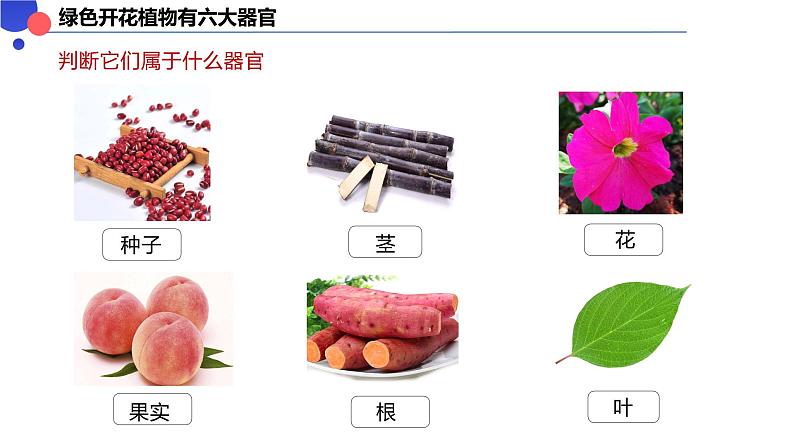 1.3.3 植物体的结构层次课件-----2024-2025学年人教版(2024)生物七年级上册第6页