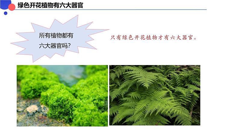 1.3.3 植物体的结构层次课件-----2024-2025学年人教版(2024)生物七年级上册第7页