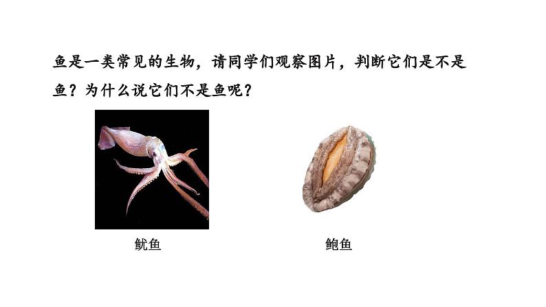 2.2.1无脊椎动物课件--2024-2025学年人教版(2024)生物七年级上册04
