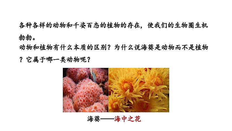 2.2.1无脊椎动物课件--2024-2025学年人教版(2024)生物七年级上册05