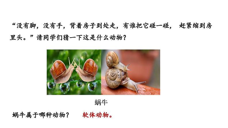 2.2.1无脊椎动物课件--2024-2025学年人教版(2024)生物七年级上册06
