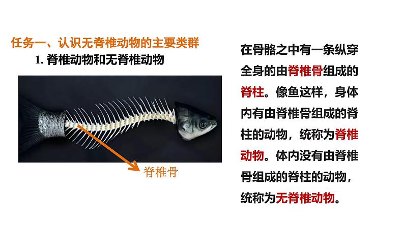 2.2.1无脊椎动物课件--2024-2025学年人教版(2024)生物七年级上册07