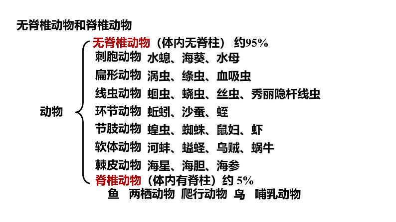2.2.1无脊椎动物课件--2024-2025学年人教版(2024)生物七年级上册08