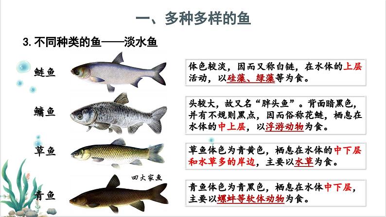 2.2.2脊椎动物——(一)鱼 课件--2024-2025学年人教版(2024)生物七年级上册第7页