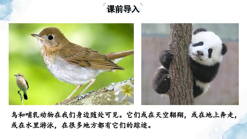 2.2.2脊椎动物——(三)鸟和哺乳动物课件--2024-2025学年人教版(2024)生物七年级上册03