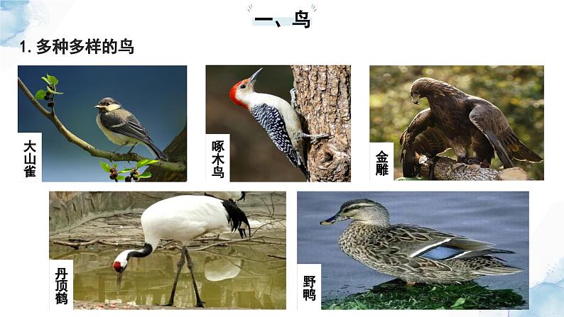2.2.2脊椎动物——(三)鸟和哺乳动物课件--2024-2025学年人教版(2024)生物七年级上册04