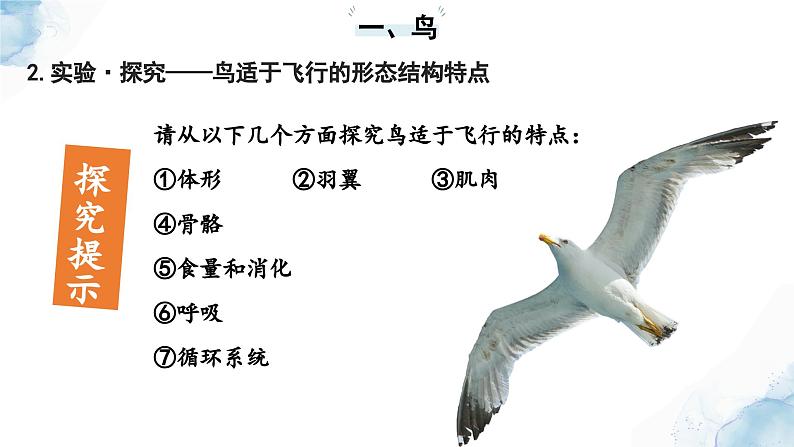 2.2.2脊椎动物——(三)鸟和哺乳动物课件--2024-2025学年人教版(2024)生物七年级上册07