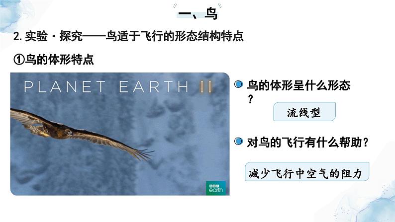 2.2.2脊椎动物——(三)鸟和哺乳动物课件--2024-2025学年人教版(2024)生物七年级上册08