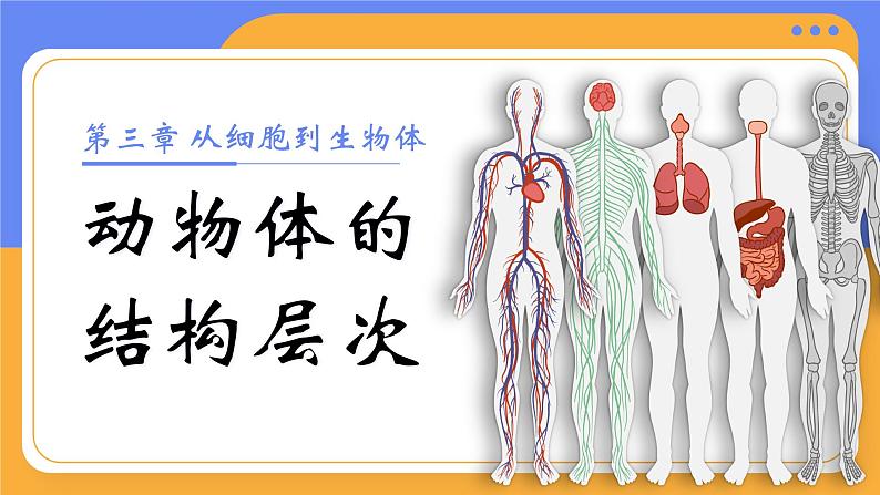 人教版初中生物七上:1.3.2 动物体的结构层次(教学设计+课件)01