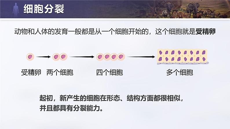 人教版初中生物七上:1.3.2 动物体的结构层次(教学设计+课件)04