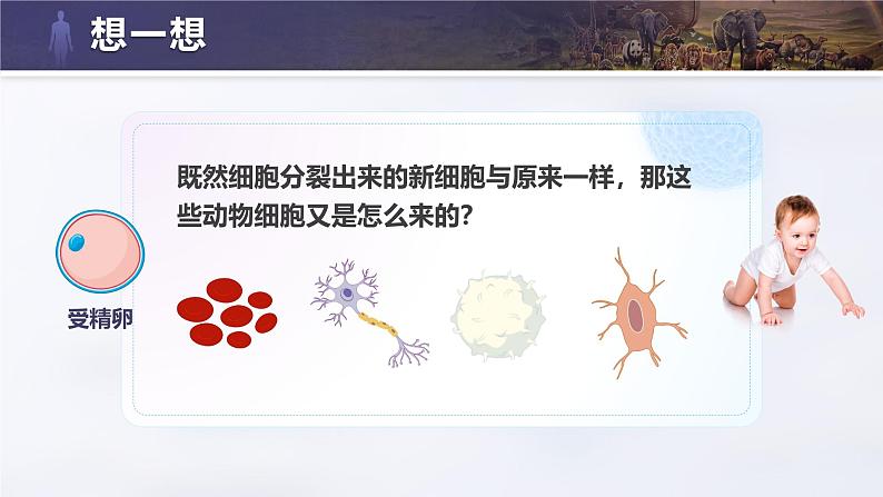 人教版初中生物七上:1.3.2 动物体的结构层次(教学设计+课件)05