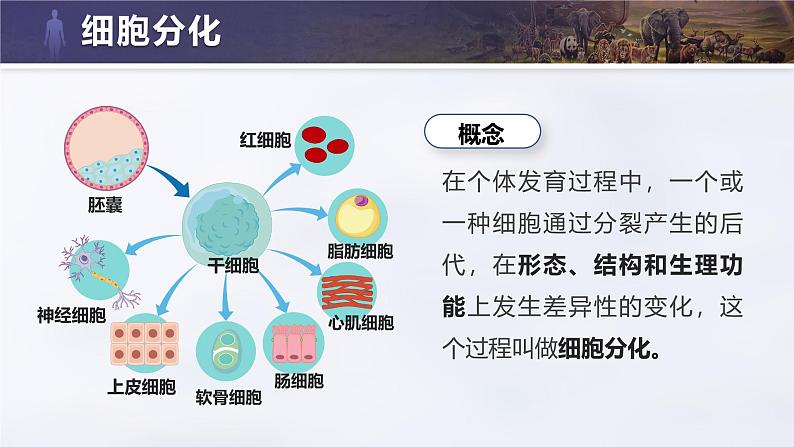 人教版初中生物七上:1.3.2 动物体的结构层次(教学设计+课件)06
