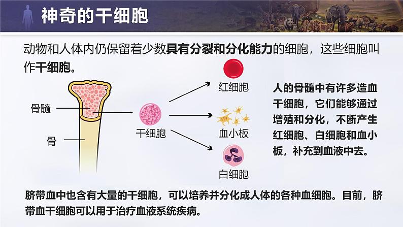 人教版初中生物七上:1.3.2 动物体的结构层次(教学设计+课件)07