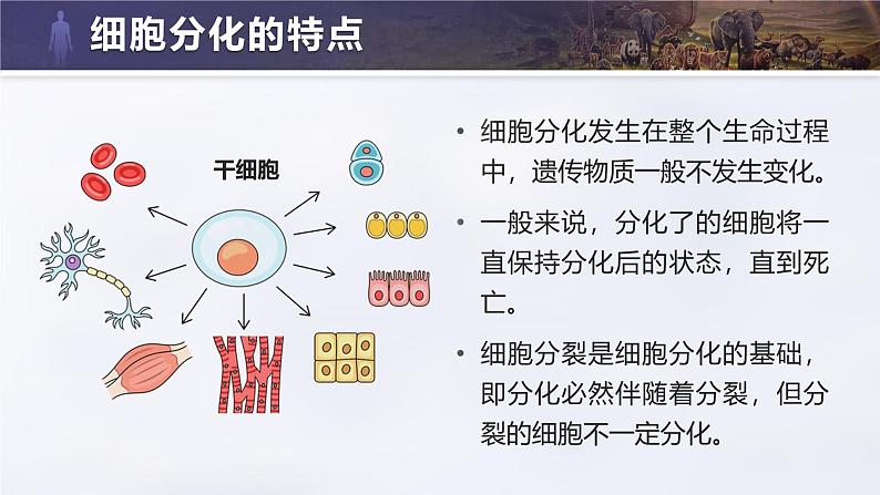 人教版初中生物七上:1.3.2 动物体的结构层次(教学设计+课件)08