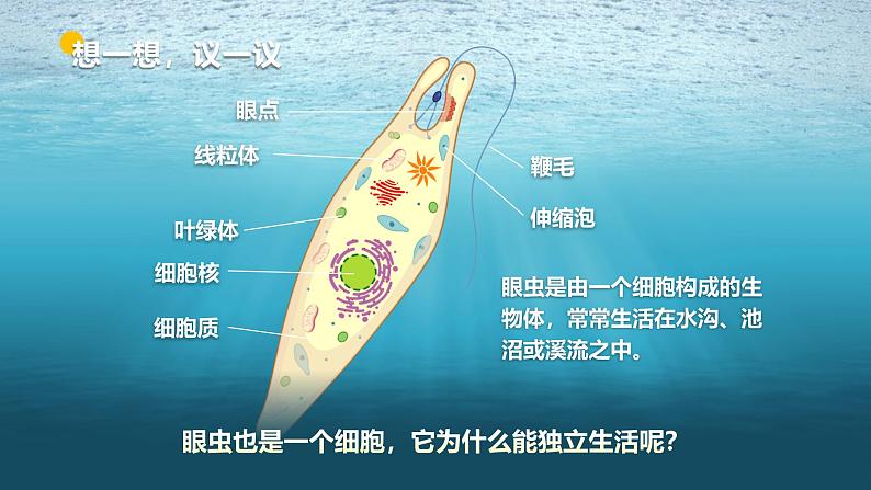 人教版初中生物七上:1.3.4 单细胞生物(教学设计+课件)04