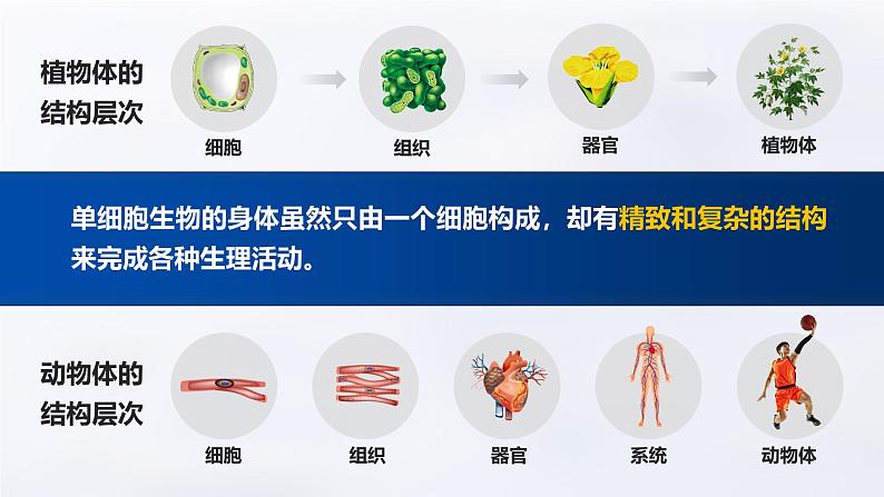 人教版初中生物七上:1.3.4 单细胞生物(教学设计+课件)08