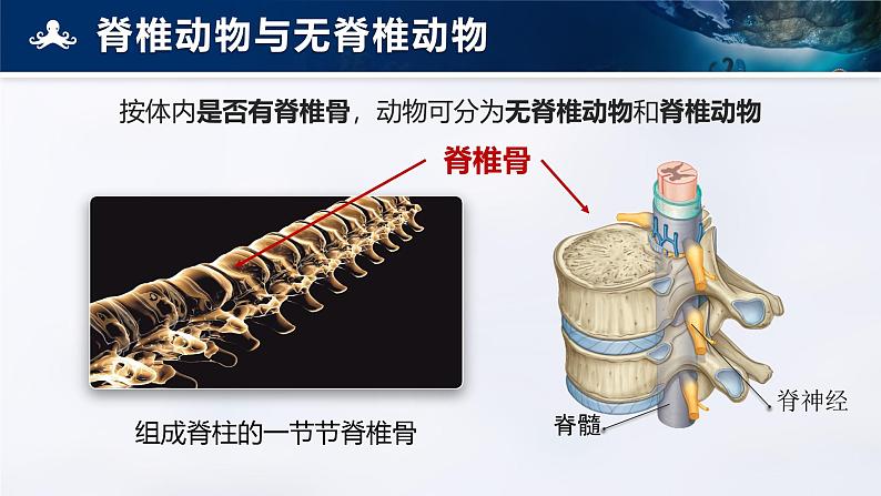 人教版初中生物七上:2.2.1 无脊椎动物(课件)06