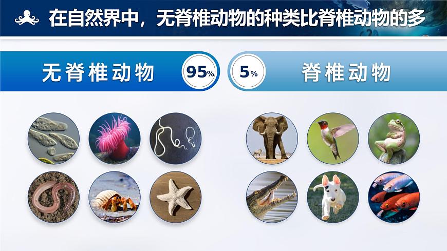 2.2.1 無脊椎動(dòng)物-課件第7頁
