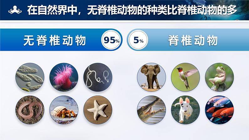 人教版初中生物七上:2.2.1 无脊椎动物(课件)07