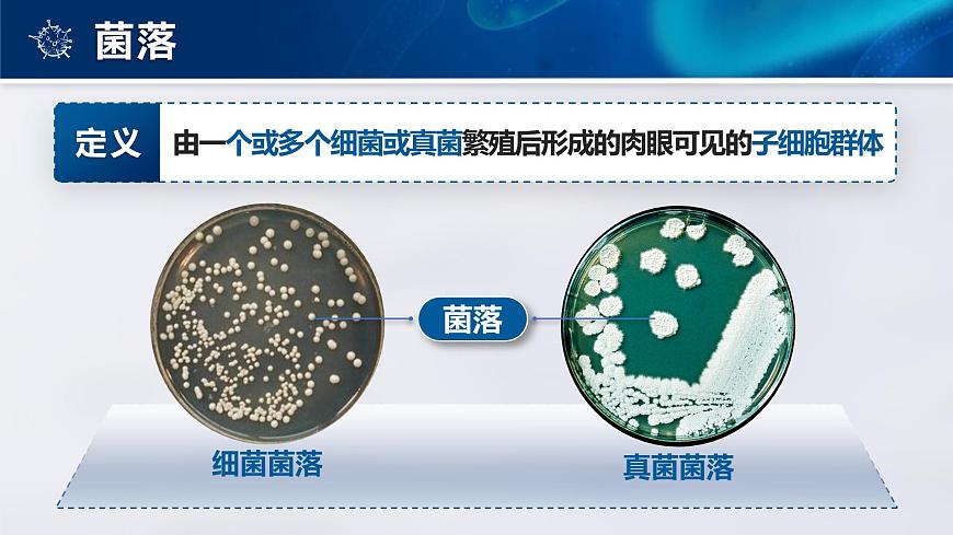 2.3.1 微生物的分布-課件第8頁(yè)