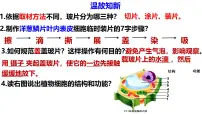 初中人教版（2024）第三节 动物细胞教学演示ppt课件