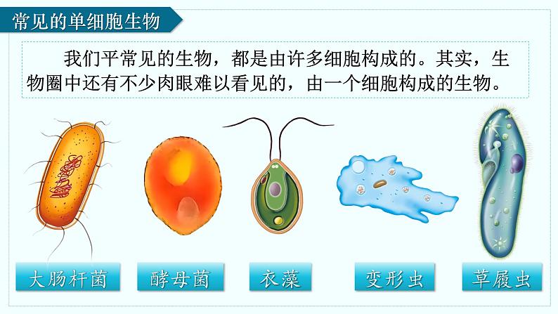人教版生物七年级上册1.3.4《单细胞生物》(课件 )04