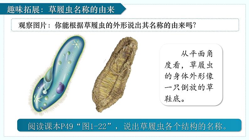人教版生物七年级上册1.3.4《单细胞生物》(课件 )08