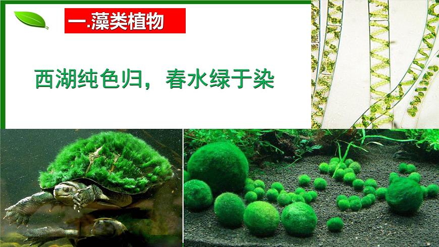 人教版生物七年級(jí)上冊(cè)2.1.1《藻類、苔蘚和蕨類植物》課件第5頁(yè)
