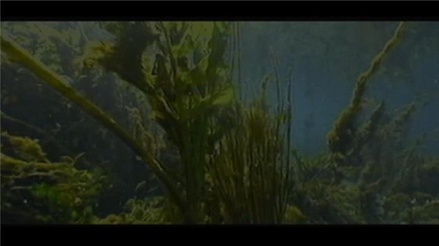 人教版生物七年級(jí)上冊(cè)2.1.1《藻類、苔蘚和蕨類植物》課件第8頁(yè)