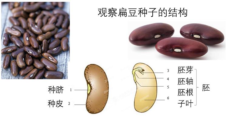 人教版生物七年级上册2.1.2《种子植物》课件第2页