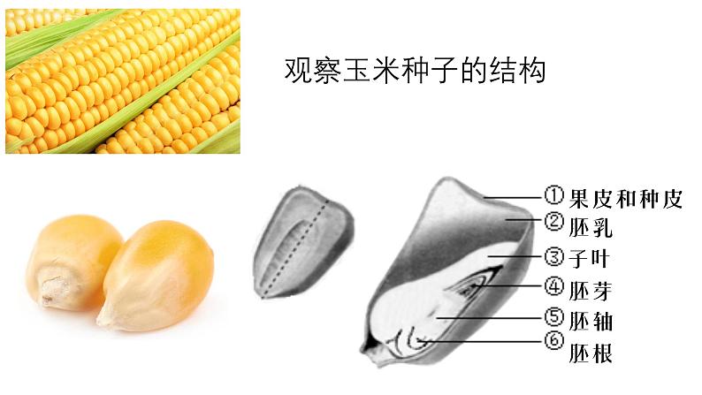 人教版生物七年级上册2.1.2《种子植物》课件第3页