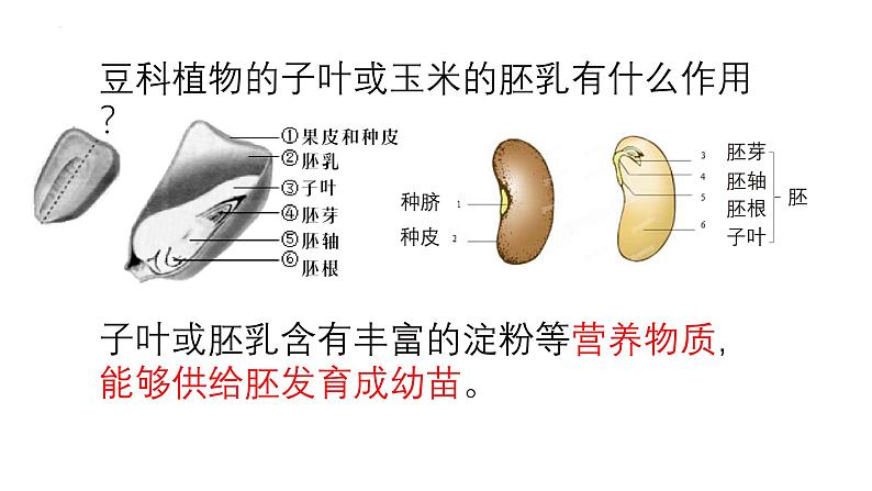 人教版生物七年级上册2.1.2《种子植物》课件第6页