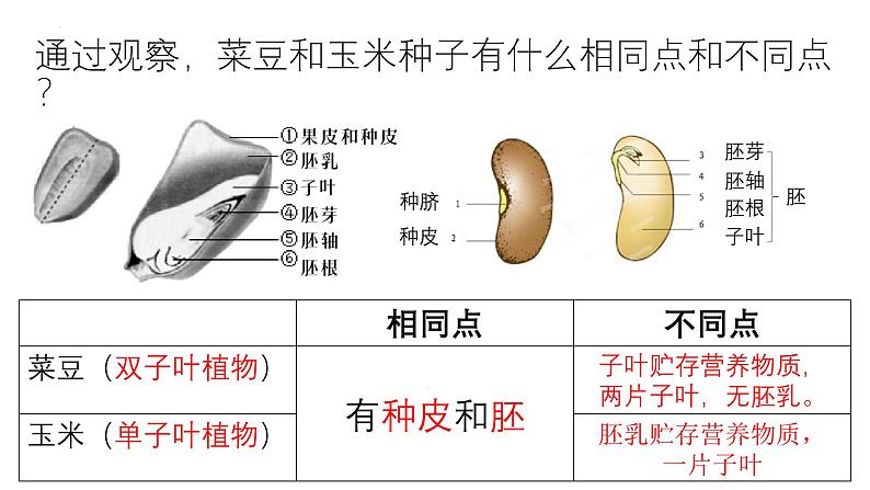 人教版生物七年级上册2.1.2《种子植物》课件第7页