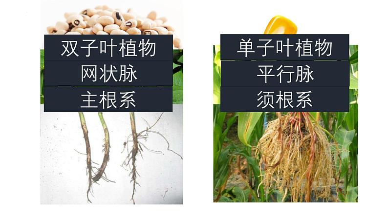 人教版生物七年级上册2.1.2《种子植物》课件第8页