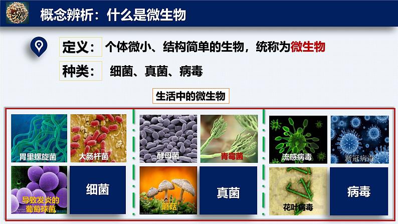 人教版生物七年级上册2.3.1《微生物的分布》课件第6页