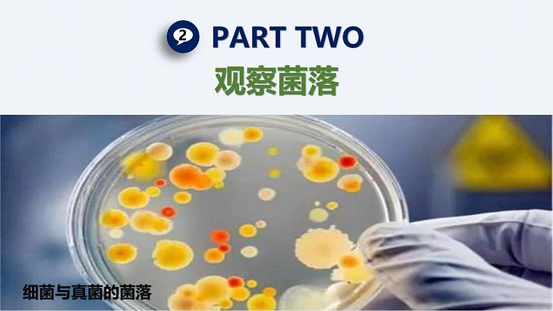 人教版生物七年级上册2.3.1《微生物的分布》课件第7页